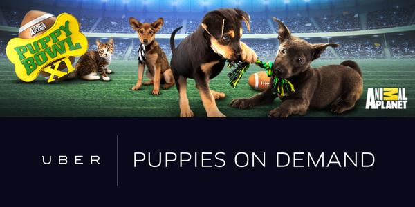 Uber levert puppy's op aanvraag topic icon